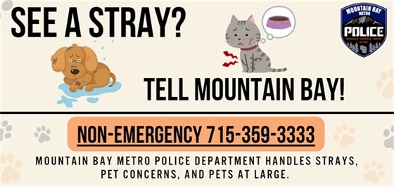 See a Stray? Tell Mountain Bay!